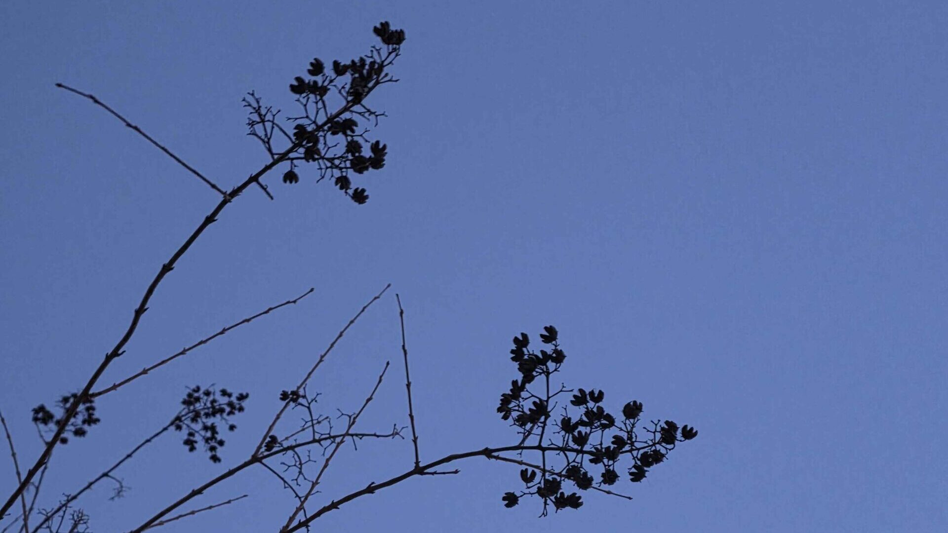 Silhouetted branches against a blue evening sky.